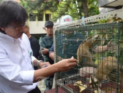Kemenhut dan Masyarakat Berhasil Selamatkan Lutung Jawa Momon di Bondowoso