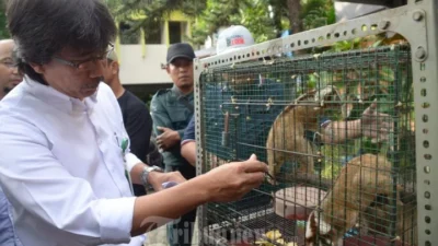 Kemenhut dan Masyarakat Berhasil Selamatkan Lutung Jawa Momon di Bondowoso