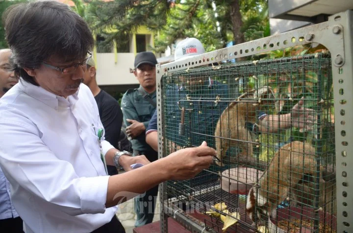 Kemenhut dan Masyarakat Berhasil Selamatkan Lutung Jawa Momon di Bondowoso