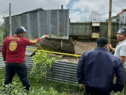 Pencuri Ayam Tewas Dikeroyok di Bali, Ternyata Residivis Kasus Pencurian 2018 dan Bawa Sajam