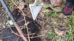 Warga Wailamung Sikka Tewas Digigit Babi Hutan saat Berburu