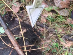Warga Wailamung Sikka Tewas Digigit Babi Hutan saat Berburu