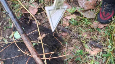 Warga Wailamung Sikka Tewas Digigit Babi Hutan saat Berburu