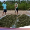 Ekspor RI Digenjot lewat Hilirisasi Kratom dan LNG, Pemerintah Tegaskan Bukan Bahan Mentah
