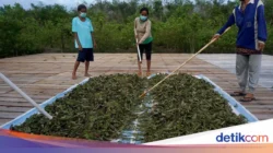 Ekspor RI Digenjot lewat Hilirisasi Kratom dan LNG, Pemerintah Tegaskan Bukan Bahan Mentah