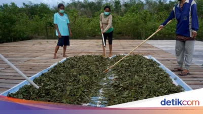 Ekspor RI Digenjot lewat Hilirisasi Kratom dan LNG, Pemerintah Tegaskan Bukan Bahan Mentah