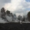 IQAir Catat Udara Palembang dan Pekanbaru Berbahaya akibat Karhutla