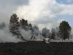 IQAir Catat Udara Palembang dan Pekanbaru Berbahaya akibat Karhutla