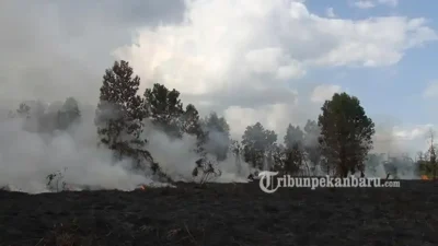 IQAir Catat Udara Palembang dan Pekanbaru Berbahaya akibat Karhutla