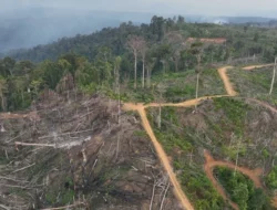 Koalisi #ResetKehutanan Dorong UU Kehutanan Baru Berbasis Pemulihan