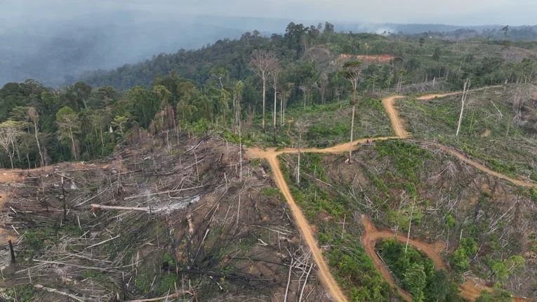 Koalisi #ResetKehutanan Dorong UU Kehutanan Baru Berbasis Pemulihan