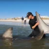 Peringatan Darurat Hiu Putih di Pantai California dan Kasus Penangkapan Ilegal di Cape Cod