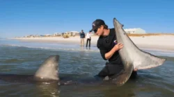 Peringatan Darurat Hiu Putih di Pantai California dan Kasus Penangkapan Ilegal di Cape Cod