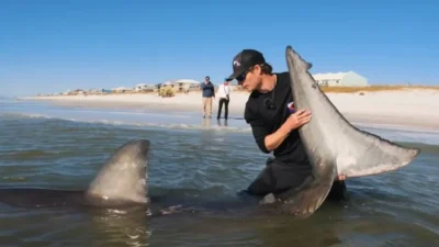 Peringatan Darurat Hiu Putih di Pantai California dan Kasus Penangkapan Ilegal di Cape Cod