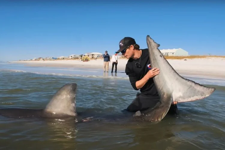 Peringatan Darurat Hiu Putih di Pantai California dan Kasus Penangkapan Ilegal di Cape Cod