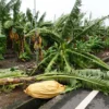 Topan Champi Hantam Taiwan: 1 Tewas, 163 Terluka, dan Kerugian Pertanian Capai NT$270 Juta