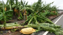 Topan Champi Hantam Taiwan: 1 Tewas, 163 Terluka, dan Kerugian Pertanian Capai NT$270 Juta