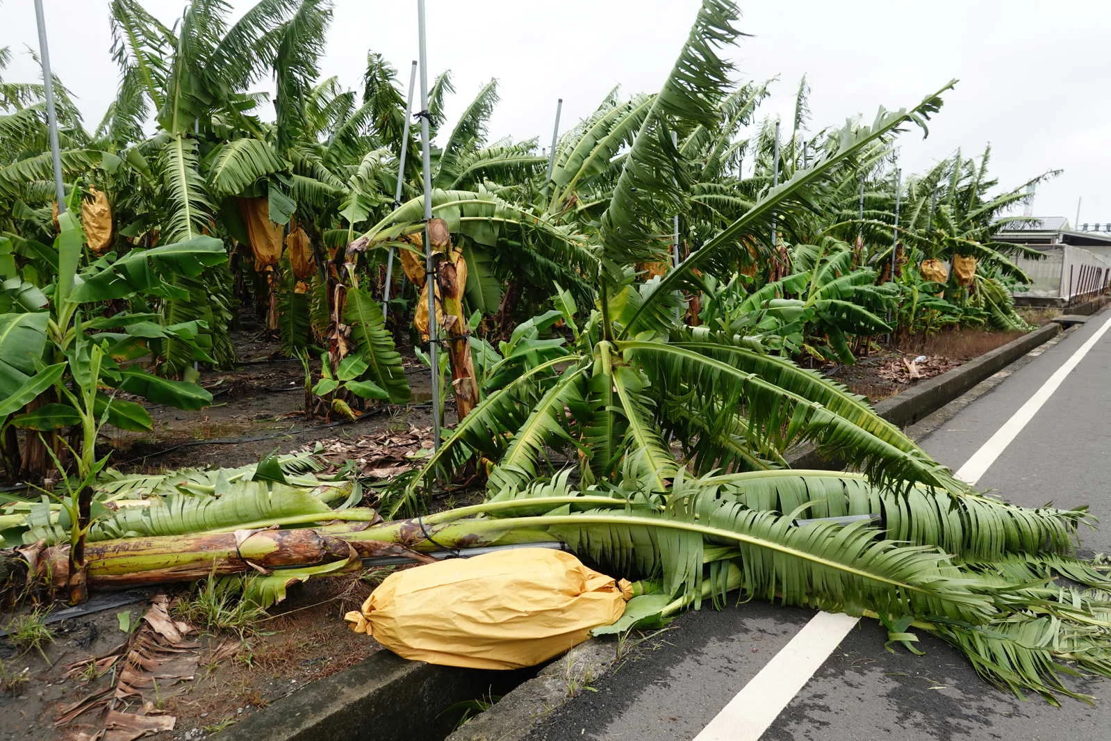 Topan Champi Hantam Taiwan: 1 Tewas, 163 Terluka, dan Kerugian Pertanian Capai NT$270 Juta