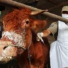 Virus Shamonda Ditemukan di Gipuzkoa, Spanyol: Kasus Pertama pada Sapi, Otoritas Serukan Ketenangan
