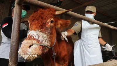 Virus Shamonda Ditemukan di Gipuzkoa, Spanyol: Kasus Pertama pada Sapi, Otoritas Serukan Ketenangan